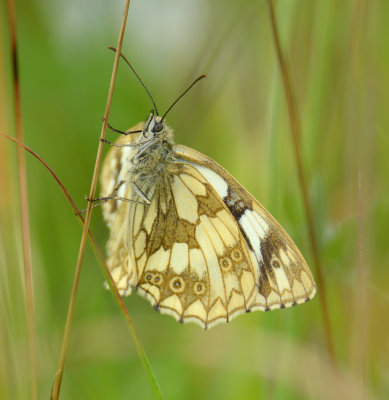 Marbled White