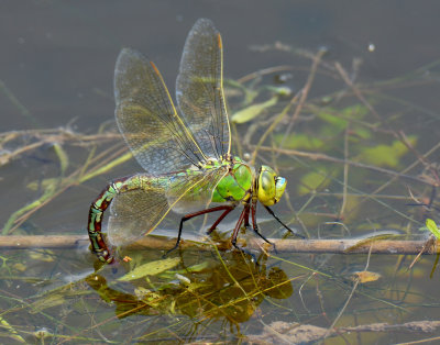 Emperor Dragonfly