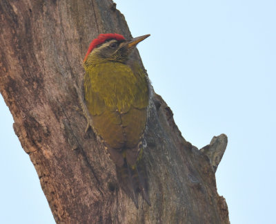 Streak-throated Woodpecker