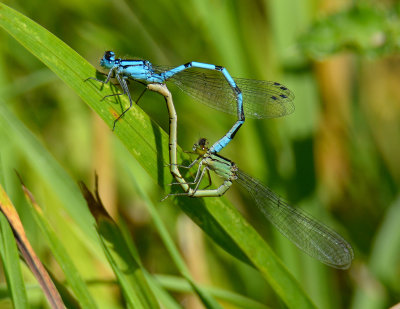Common Blue Damselfly