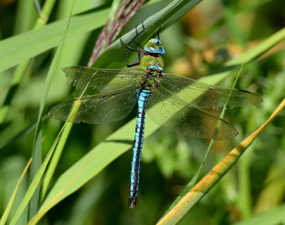 Emperor Dragonfly