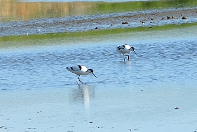 Avocet