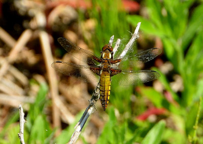 Broad-bodied Chaser
