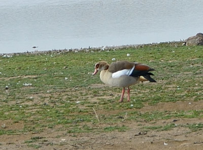 Egyptian Goose