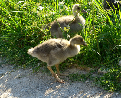 Greylag Goose