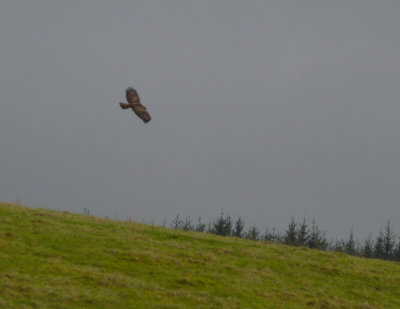 Common Buzzard