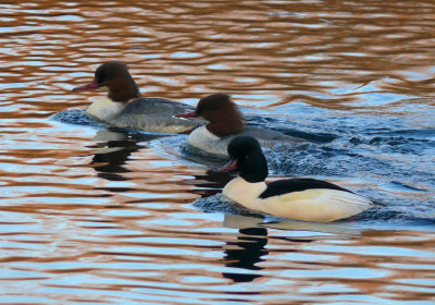 Goosander