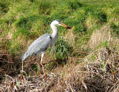 Grey Heron