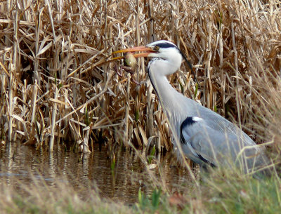 Grey Heron