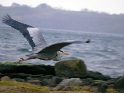 Grey Heron