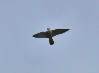 Peregrine Falcon