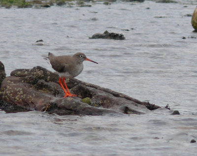 Redshank