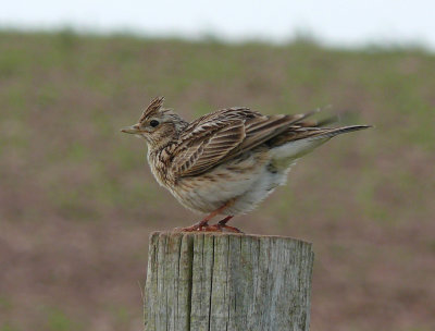 Skylark