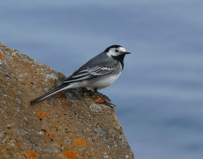 White Wagtail