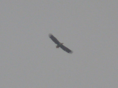 White-tailed Sea Eagle
