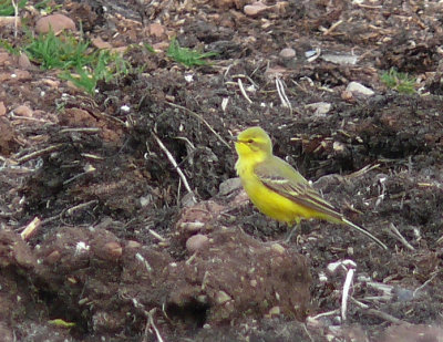 Yellow Wagtail