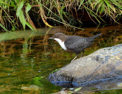 Dipper