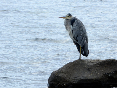 Grey Heron