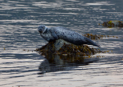 Grey Seal