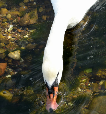 Mute Swan