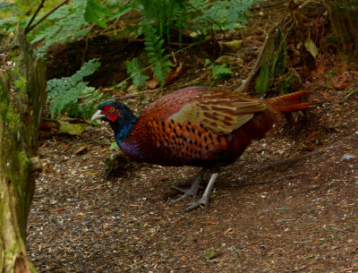 Pheasant