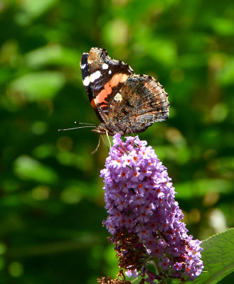 Red Admiral