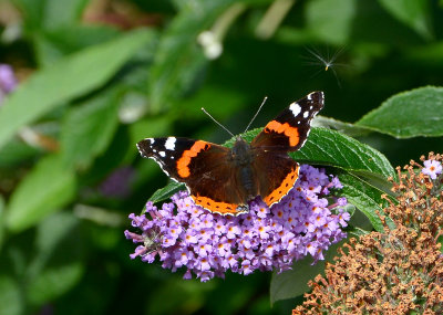Red Admiral