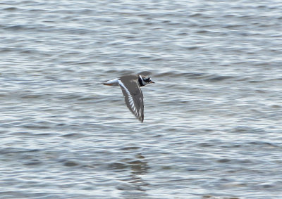 Ringed Plover
