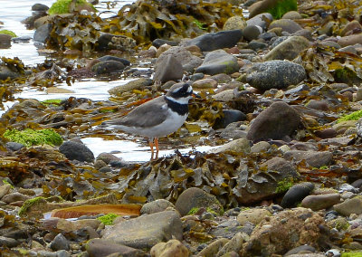Ringed Plover