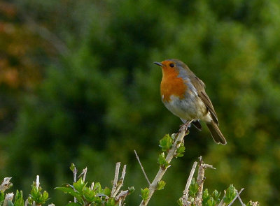 Robin