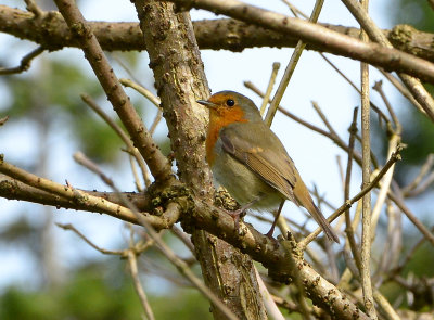 Robin