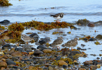 Turnstone