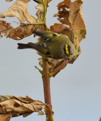 Goldcrest