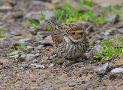 Little Bunting