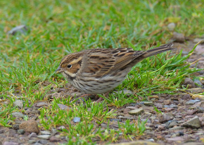 Little Bunting