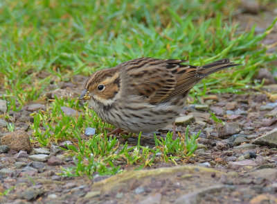 Little Bunting