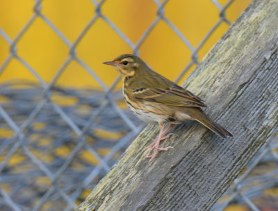 Olive-backed Pipit