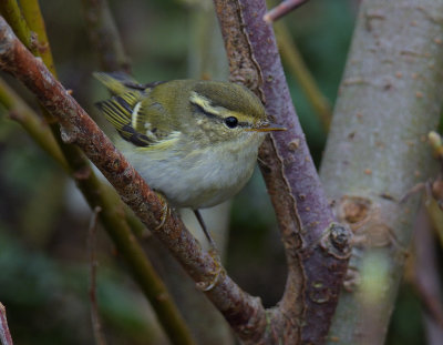 Yellow-browed Warbler 