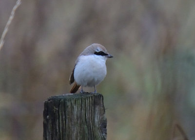 Turkestan Shrike