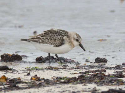 Sanderling