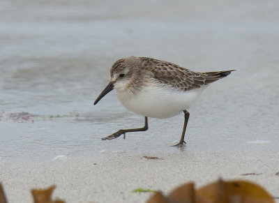 Semi-Palmated Sandpiper