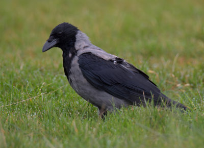 Hooded Crow