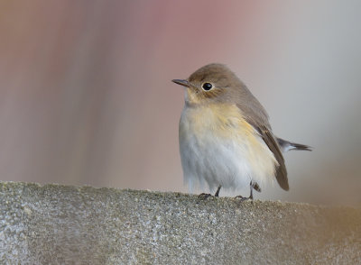 Red-breasted Flycatcher