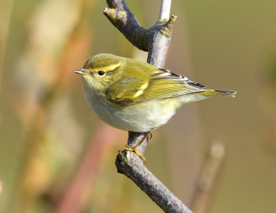 Yellow-browed Warbler