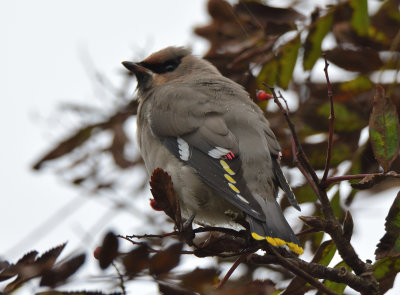 Waxwing