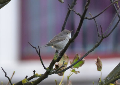 Barred Warbler