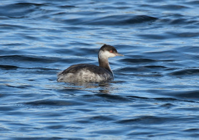 Slavonian Grebe