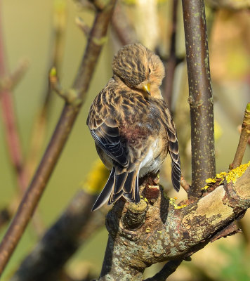 Twite