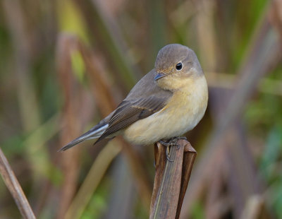 RED-BREASTED FLYCATCHER