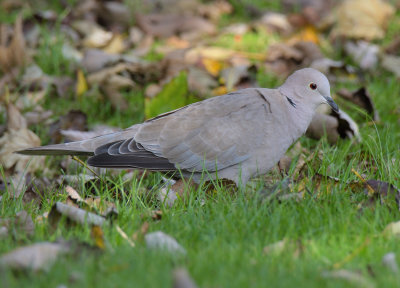 COLLARED DOVE